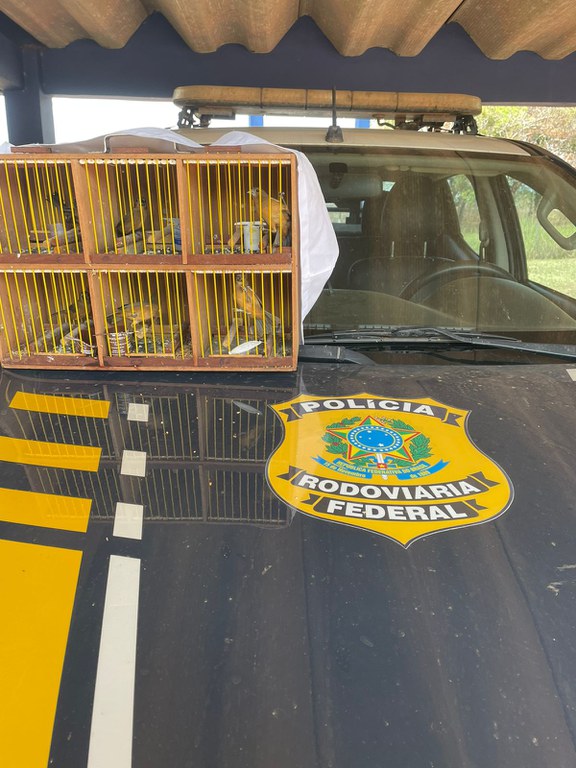 PRF resgata seis aves silvestres em abordagem na BR-317, em Senador Guiomard/AC