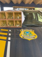 PRF resgata seis aves silvestres em abordagem na BR-317, em Senador Guiomard/AC