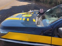 Passageira de ônibus é presa transportando drogas