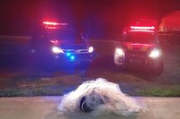 PRF apreende quase 13 kg de cocaína em Xapuri - AC