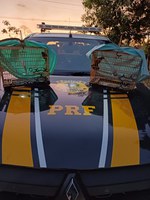 PRF resgata aves silvestres transportadas ilegalmente na BR-317, no Acre