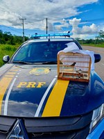 PRF Reforça Combate a Crimes Ambientais no Acre