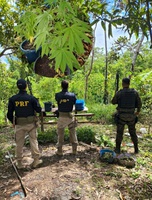 Em ação conjunta, PRF e PMAC descobrem cultivo de cannabis em Cruzeiro do Sul