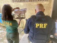 PRF detém condutor por crime ambiental e resgata ave silvestre no Acre