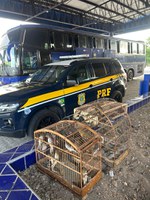 PRF combate crime ambiental e resgata 97 aves de maus-tratos, em Canapi/AL