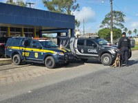 PRF e PMAL em operação conjunta, apreendem mais de 15 kg de maconha, em São Sebastião/AL