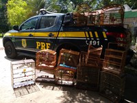 PRF em Alagoas prende nove pessoas nesta quinta-feira