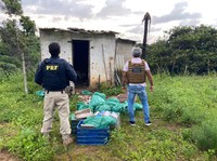 PRF e DEIC prendem quatro pessoas e apreendem 165 kg de maconha em fiscalizações nas BRs de Alagoas