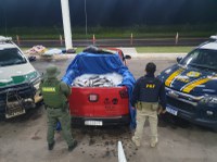 Meia tonelada de pescado apreendida em Tartarugalzinho