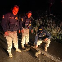 Preguiça com risco de atropelamento é resgatada na rodovia