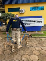 Crimes ambientais: PRF resgata animais vítimas de maus tratos e apreende madeira sem licença