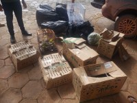 Mais de 400 aves vítimas de maus tratos apreendidas em Oiapoque