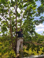 PRF no Amapá resgata bicho preguiça no trecho urbano de Macapá.