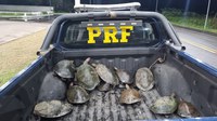 Apreensão de Animal Silvestre em Tartarugalzinho: PRF Reforça Combate a Crimes Ambientais