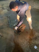 PRF Apreende Animais Silvestres Mortos em Oiapoque