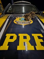 PRF resgata Gato-maracajá em situação crítica em Porto Grande, no Amapá