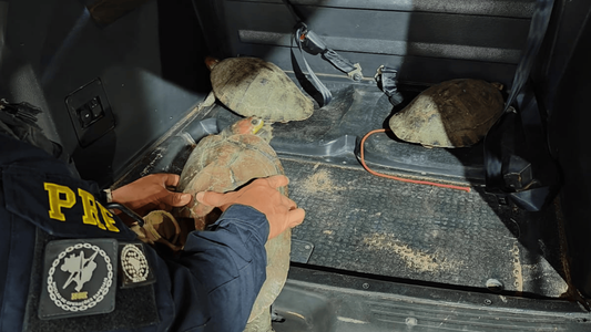 A ação ocorreu durante comando veicular no município de Macapá e reforça o combate aos crimes ambientais nas rodovias federais.