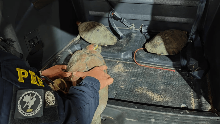 Grupo Especializado da PRF apreende os Tracajás em Macapá, BR 156