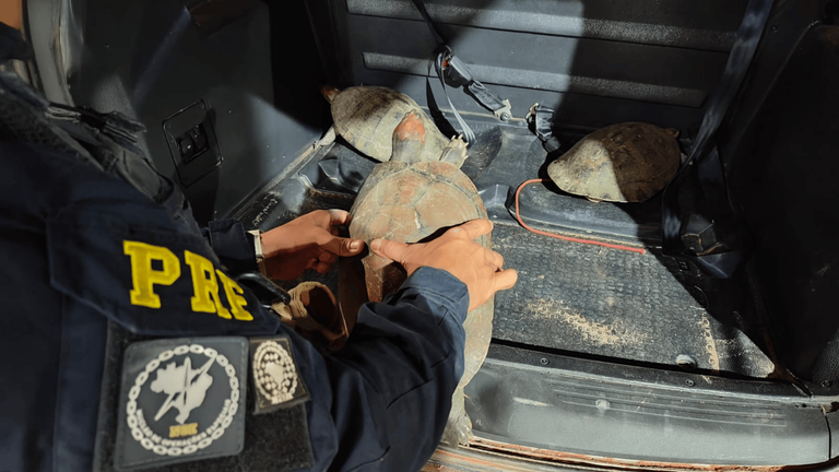 Os 3 Tracajás são encaminhados ao órgão ambiental competente.