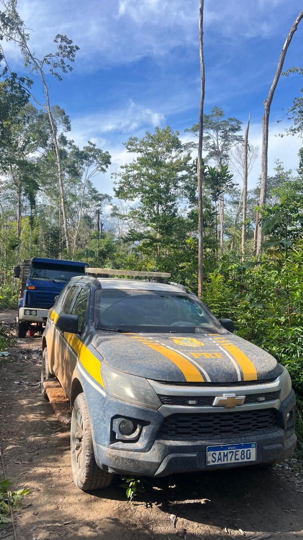 Madeiras apreendidas