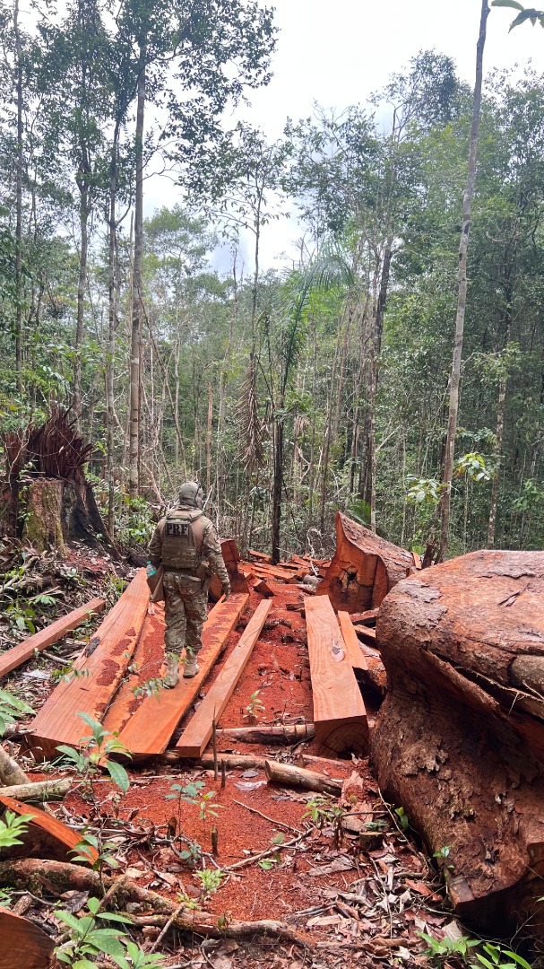 Madeiras apreendidas