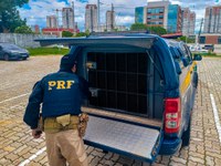 PRF-AM captura foragidos da justiça e cumpre mandados de prisão