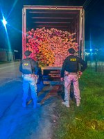PRF apreende caminhão com 11m³ de madeira transportada ilegalmente no Amazonas