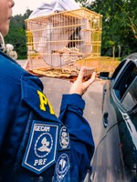 PRF resgata ave silvestre durante fiscalização na BR-174