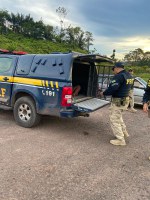 Equipes da PRF cumprem mandados de prisão no Amazonas