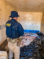 PRF- AM apreende 800 Kg de pescado na BR 230