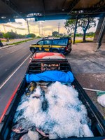 PRF apreende mais de 450 kg de pescado irregular no Amazonas