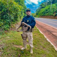 PRF resgata bicho-preguiça na BR-174 no Amazonas