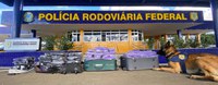 Cães farejadores da PRF auxiliam na apreensão de mais de 58 Kg de maconha em Vitória da Conquista (BA)