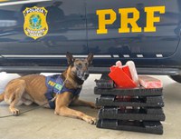 Cães k-9 da PRF auxiliam na apreensão de aproximadamente 27 kg de maconha em Vitória da Conquista (BA)