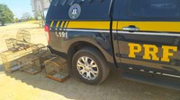 PRF flagra crime ambiental e resgata animais silvestres em trecho baiano da BR 349
