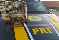 PRF na Bahia resgata 10 aves silvestres em duas ocorrências