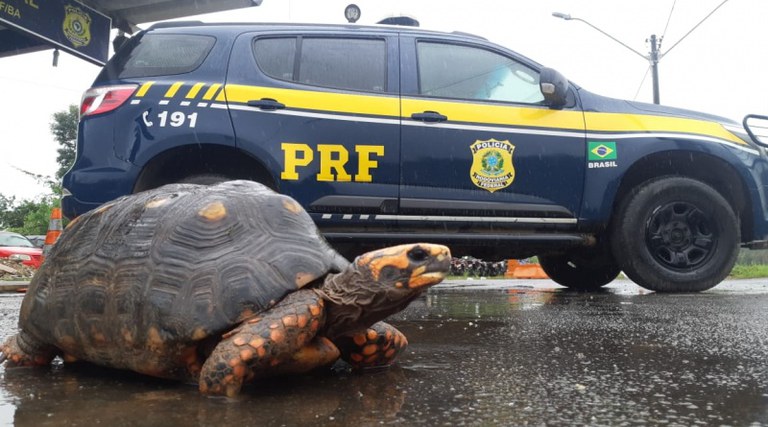 Muitas vezes os animais resgatados precisam de maiores cuidados veterinários, pois são vítimas de maus tratos e apresentam lesões provenientes da captura ou estão bastante debilitados por conta da má alimentação no cativeiro.