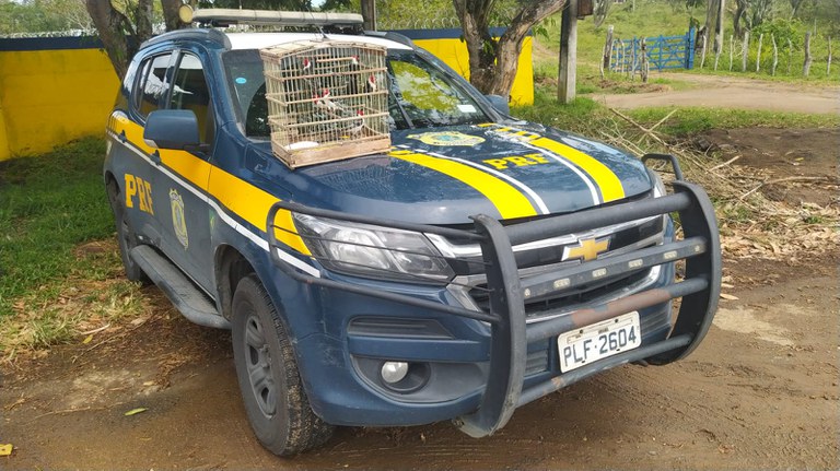 Vale ressaltar que é crime a caça predatória, o tráfico e a criação ilegal de animais silvestres.