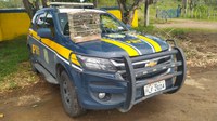 PRF resgata pássaros encontrados dentro de porta-malas de carro em Santo Estevão (BA)