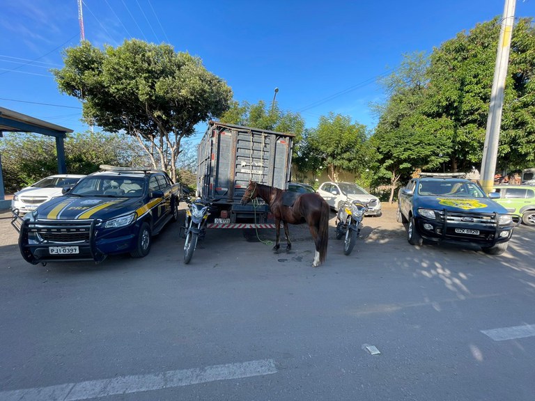 Somente nos primeiros 7 meses de 2022, a PRF na Bahia atendeu 368 ocorrências envolvendo manejo de animais e retirou das rodovias cerca de 1.613 bovinos, equinos e outros animais de grande porte.