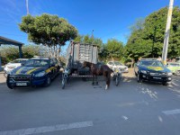 PRF,  SMTT, GCMI e Secretaria de Vigilância Sanitária de Itaberaba realizam operação para retirada de animais soltos em rodovia e no perímetro urbano da cidade