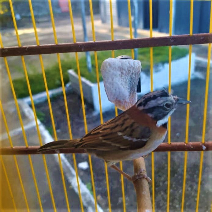 A ave da espécie tico-tico estava confinada em ambiente escuro e sem a ventilação adequada.