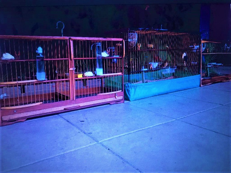 Vale ressaltar que é crime a caça predatória, o tráfico e a criação ilegal desses animais.