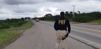 Animais soltos nas rodovias colocam em risco a segurança de viajantes