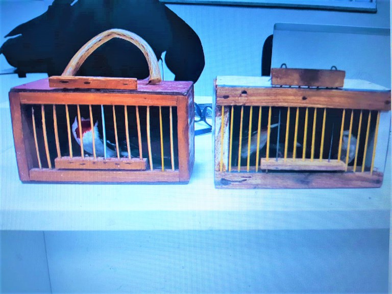 Os pássaros foram encontrados dentro de uma mochila e aprisionados em pequenas gaiolas.