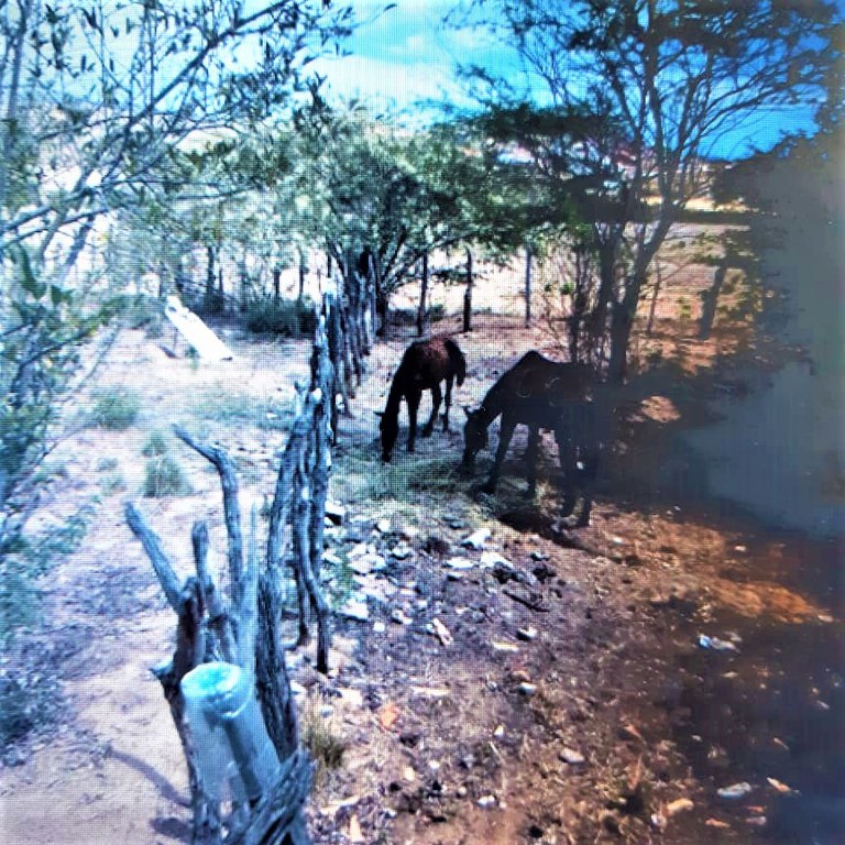 A PRF informa que os proprietários de animais devem tomar todas as precauções necessárias para evitar eventuais fugas, em especial nas imediações de rodovias, onde há risco de acidentes graves, visto que poderão ser responsabilizados por eventuais danos causados em caso de acidentes, tanto no âmbito civil, como no criminal.