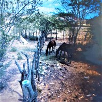 Em Itaberaba (BA), PRF identifica dono de animais soltos na via