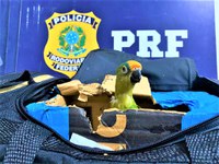 Passageira de ônibus é flagrada transportando Arara Maracanã em bolsa de viagem