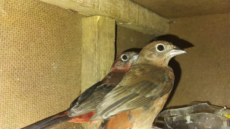 Os pássaros foram encaminhados aos cuidados do órgão ambiental local, onde receberão os primeiros cuidados para depois serem devolvidos a natureza.