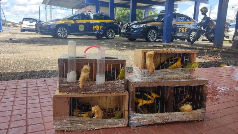 A PRF na Bahia é atuante no combate a atividades criminosas que degradam o meio ambiente. Destacam-se no contexto do estado baiano, as ações relacionadas ao tráfico de animais silvestres tanto pelo fato da Bahia apresentar uma grande diversidade da fauna brasileira como pelo fato do estado ser a principal rota entre a região Sudeste e os demais estados do Nordeste.